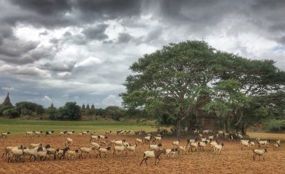Herd of goats walking across a dusty field beneath a large tree with ancient Bagan pagodas in the distance under stormy clouds.
