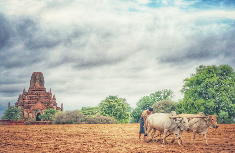 Farmer plowing a field with two oxen near an ancient temple in Bagan, Myanmar.