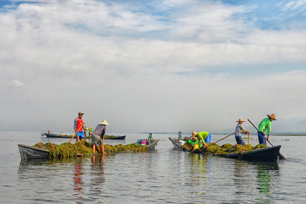 Fishermen harvesting floating gardens from long wooden boats on Inle Lake, Myanmar, with green vegetable mats and calm water reflections.