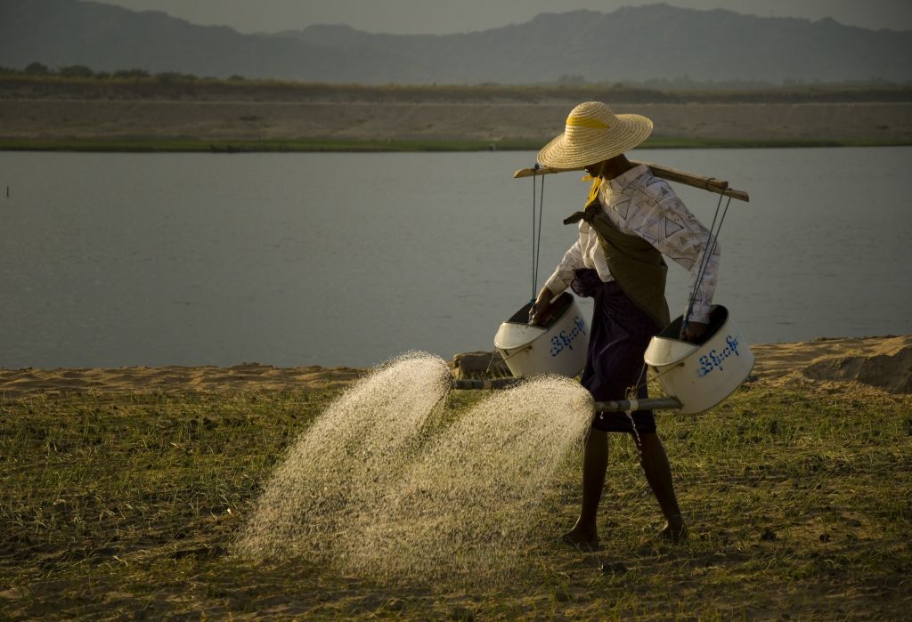 Farmer watering onion plantation along a riverbank in rural Myanmar at golden hour